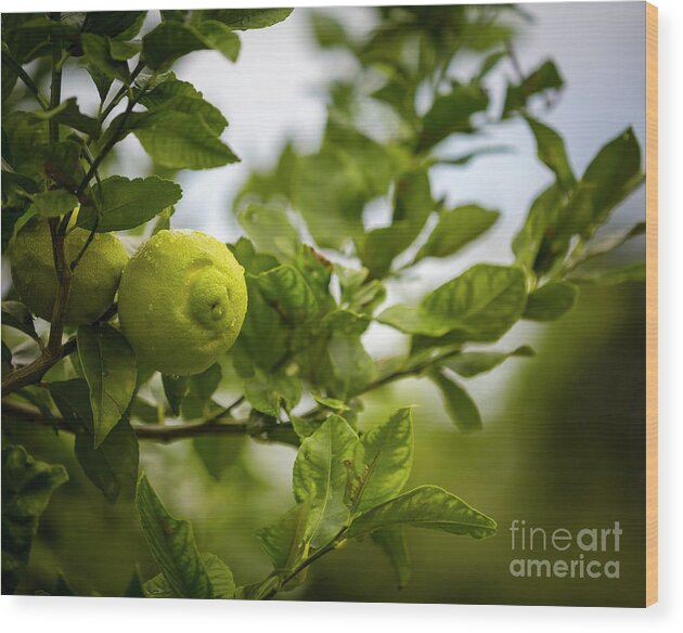 Australia Wood Print featuring the photograph Lemon tree by Agnes Caruso