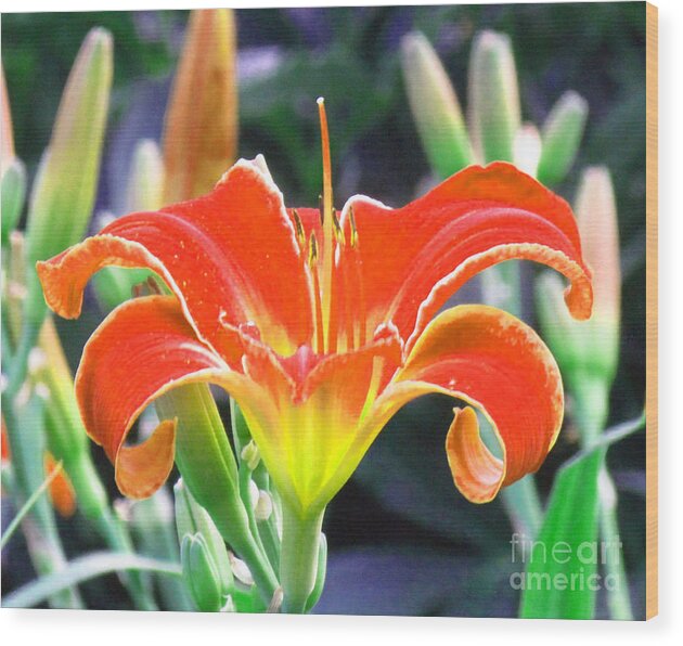Orange Lily Wood Print featuring the photograph Orange Lily by Delynn Addams