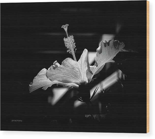 Floral Wood Print featuring the photograph The Delicate Hibiscus Flower by Gerlinde Keating