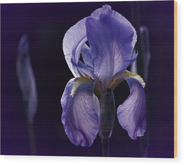 Iris Wood Print featuring the photograph Iris Blue by Richard Cummings