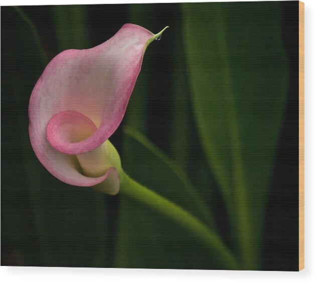 Calla Lily Wood Print featuring the photograph Twist and Shout by Richard Cummings