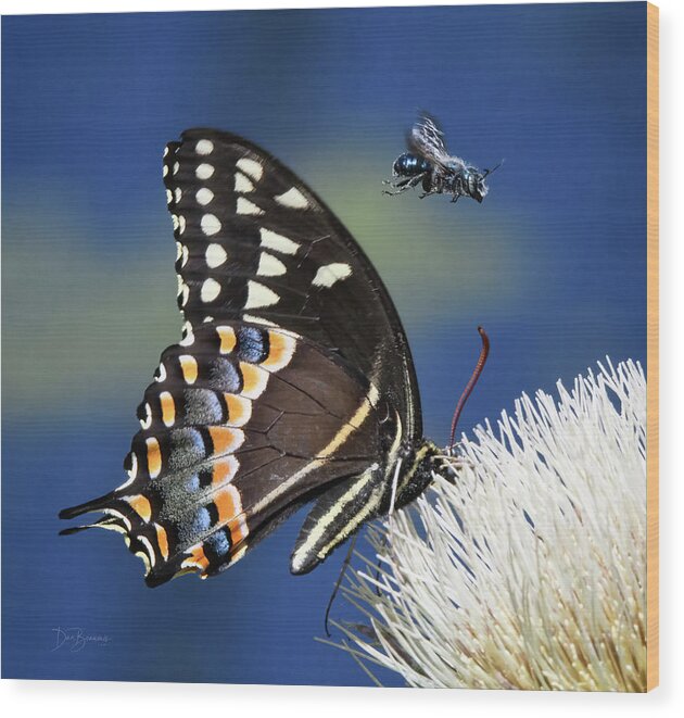 Palamedes Swallowtail Wood Print featuring the photograph Butterfly and Bee #1068 by Dan Beauvais