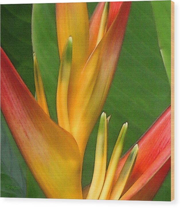 Heliconia Wood Print featuring the photograph Hawaii Dreaming by James Temple