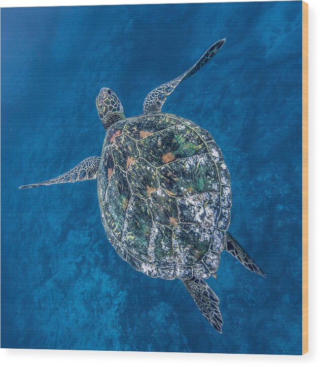 Hawaiian Sea Turtle Wood Print featuring the photograph Deep Blue Square by Leonardo Dale