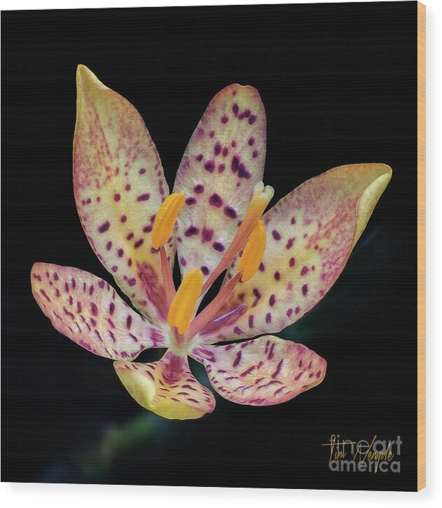 Flower Wood Print featuring the photograph Star Burst by Tim Wemple