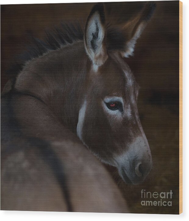 Pet Angel Photography Wood Print featuring the photograph Trixie by Irina ArchAngelSkaya