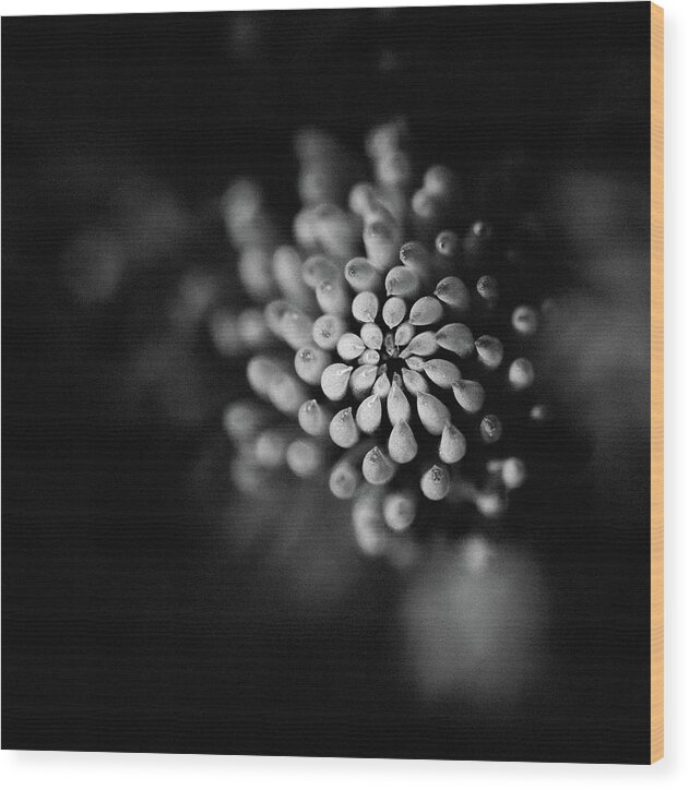 Macro Wood Print featuring the photograph Abstract Flower by Martin Vorel Minimalist Photography
