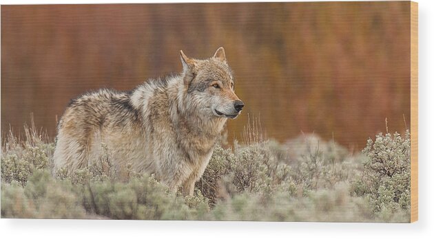 Wolf Wood Print featuring the photograph Blacktail Survey #1 by Kevin Dietrich