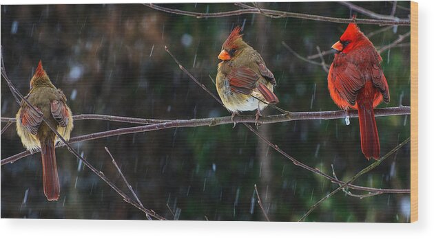 3 Cardinals On A Branch Framed Prints Wood Print featuring the photograph 3 Cardinals On a Branch by John Harding