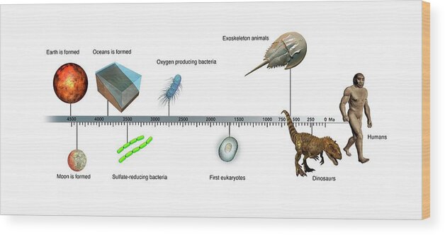 The Nature Timeline Stickerbook: From bacteria to humanity: the story of  life on Earth in one epic timeline! (Timeline Stickerbook, 1)