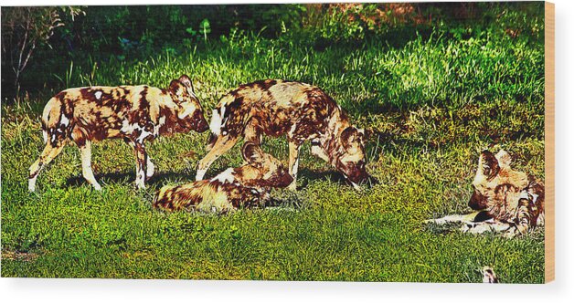#african Wild Dog Wood Print featuring the photograph African wild dog family by Miroslava Jurcik