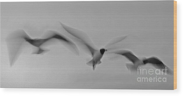 Spi Gulls Wood Print featuring the photograph Ascending Grace by Brian Brown