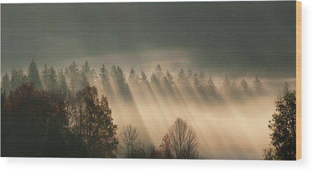 Scenics Wood Print featuring the photograph Austria, Sunbeam On Foggy Forest During by Westend61