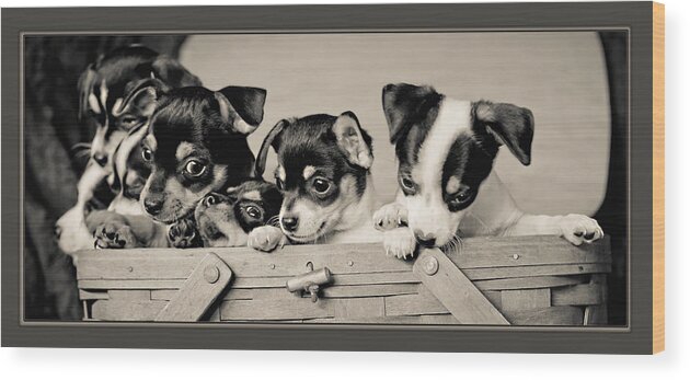 Canine Wood Print featuring the photograph Basket of Chi by Kristi Swift
