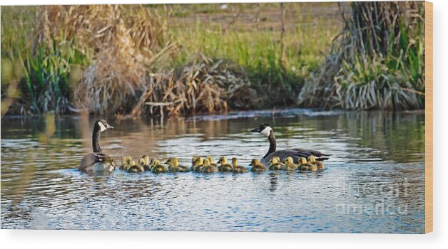 Branta Canadensis Wood Print featuring the photograph Cheaper By The Dozen by Robert Bales