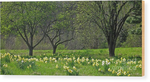 Spring Wood Print featuring the photograph Daffodil Meadow by Ann Horn