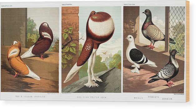 Artificial Selection Wood Print featuring the photograph Domestic Fancy Pigeon Breeds by Paul D Stewart
