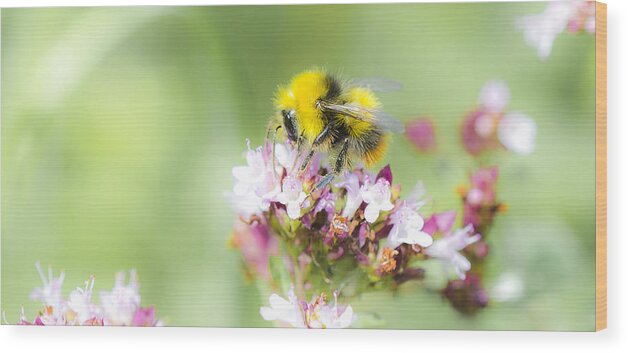 Nature Wood Print featuring the photograph Bombus Pratorum by Steven Poulton