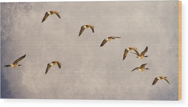 Canada Geese Wood Print featuring the photograph Follow the Leader by James BO Insogna