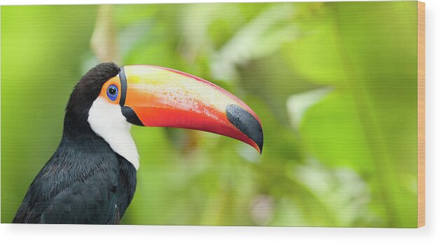 Tropical Rainforest Wood Print featuring the photograph Green Tropical Rainforest With Toco by Grafissimo