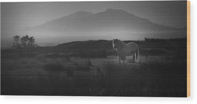 Horse Wood Print featuring the photograph Illumination Isle of Skye by Sally Ross