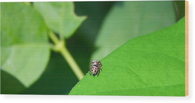 Insects Wood Print featuring the photograph Itsy Bitsy Spider by Jeff Niederstadt