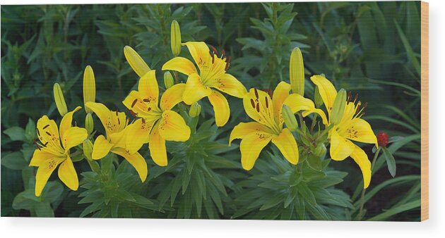 Lily Wood Print featuring the photograph Lilies in Yellow by Leda Robertson