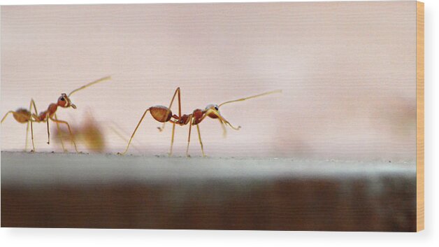 Panoramic Wood Print featuring the photograph March Of The Ants by Photograph By Anindya Sankar Dey