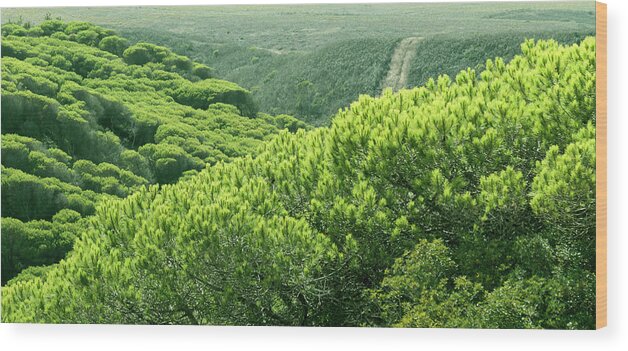 Algarve Wood Print featuring the photograph Portugal, View Of Pine Forest by Westend61