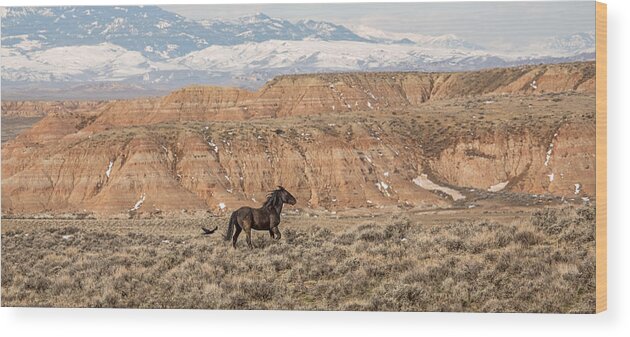 Black Stallion Wood Print featuring the photograph Spirit Walker by Sandy Sisti