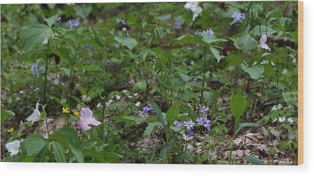 Spring Wildflowers Along Panther Branch Trail Wood Print featuring the photograph Spring Wildflowers Along Panther Branch Trail Frozen Head Tennessee State Park Tennessee by Daniel Reed