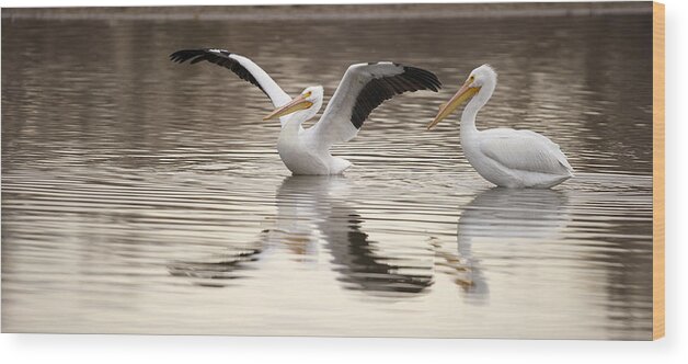 Pelican Wood Print featuring the photograph Streaching its Wings by Gary Langley