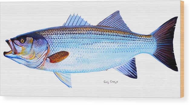 Striped Bass Wood Print featuring the painting Striped Bass by Carey Chen