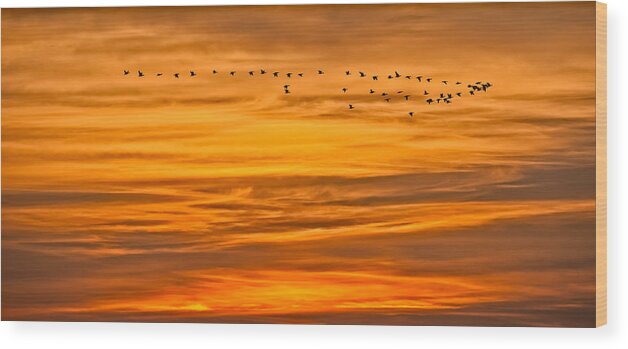 Canadian Geese Wood Print featuring the photograph Sunrise Flight by David Kay