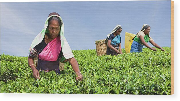 Working Wood Print featuring the photograph Tamil Pickers Plucking Tea Leaves On by Hadynyah