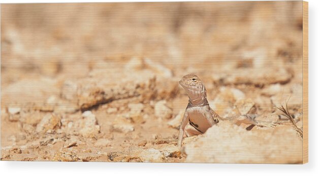  Animals Wood Print featuring the photograph Valley Lizard by Darren Bradley