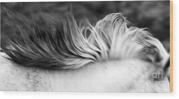 Rtf Ranch Wood Print featuring the photograph White Mare Mane Number One Close Up Panoramic Black and White by Heather Kirk