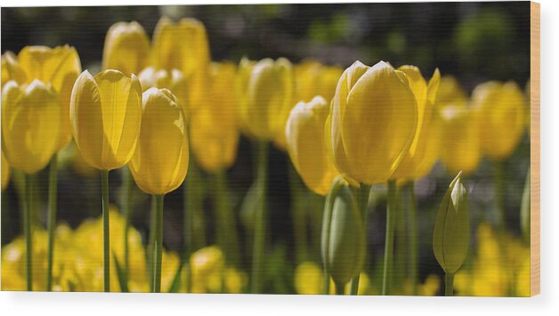 Cheekwood Wood Print featuring the photograph Yellow Tulips on Parade by Paula Ponath