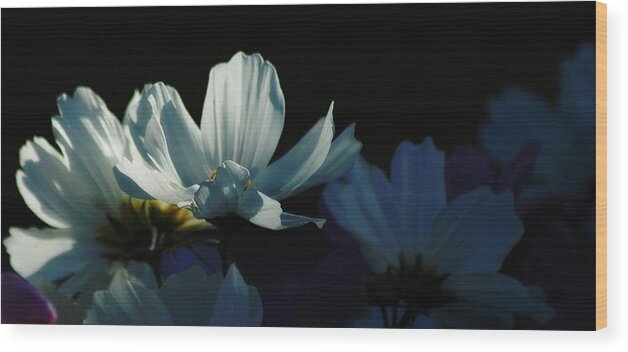Cosmos Wood Print featuring the photograph Cosmos by Sandra Sigfusson