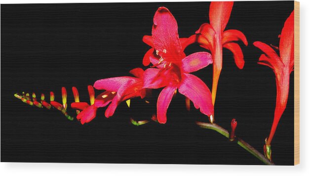 Crocosmia Wood Print featuring the photograph Crocosmia Lucifer by Kim Galluzzo