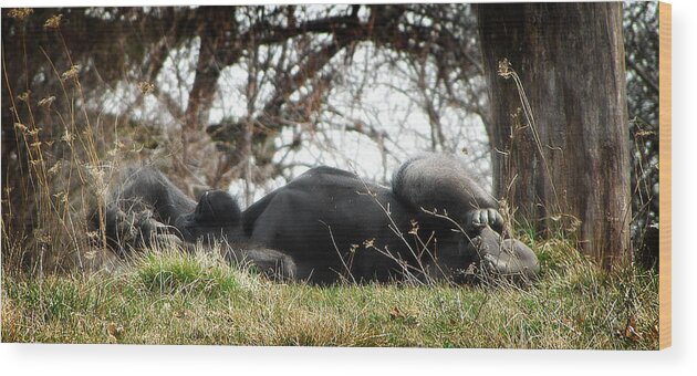 Hovind Wood Print featuring the photograph Quiet Nap by Scott Hovind