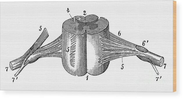 Spinal Cord Wood Print featuring the photograph Spinal Cord by Science Source