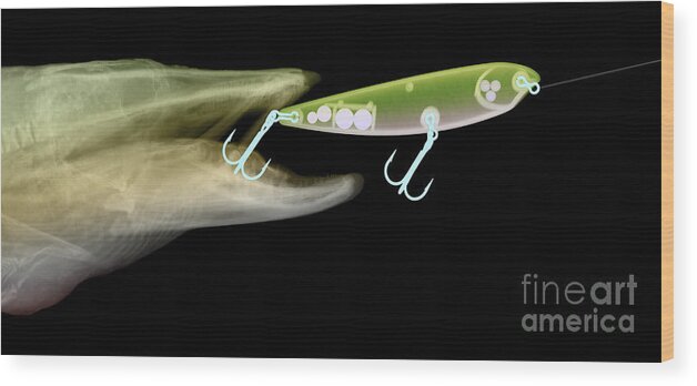 Xray Wood Print featuring the photograph X-ray Of Muskie & Lure by Ted Kinsman