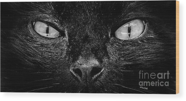 Cat Wood Print featuring the photograph Cat's Eyes #1 by Terri Mills
