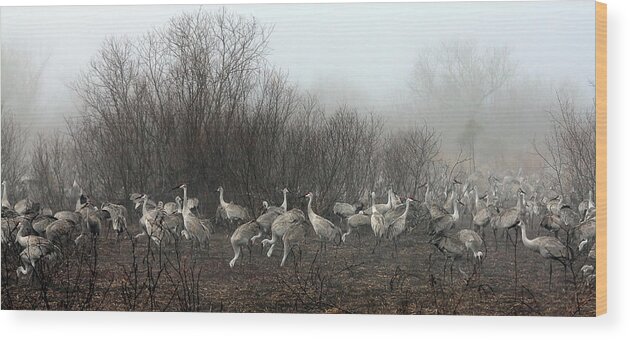 Cranes Wood Print featuring the photograph Sandhill Cranes and the Fog by Farol Tomson