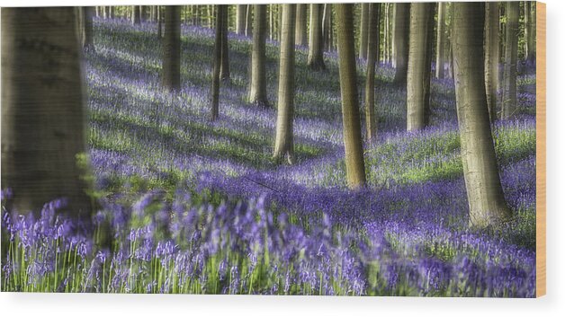 Bluebell Forest Wood Print featuring the photograph Bluebell forest color explosion by Dirk Ercken