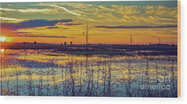 Bird Wood Print featuring the photograph Florida Nature Paradise by DB Hayes