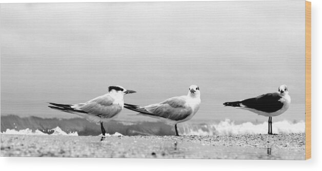 Tern Wood Print featuring the photograph Heads Turned by David Ralph Johnson