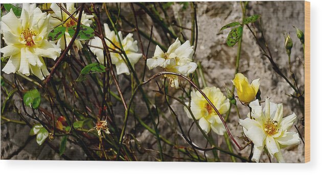 Roses Wood Print featuring the photograph In opposite corners. by Elena Perelman