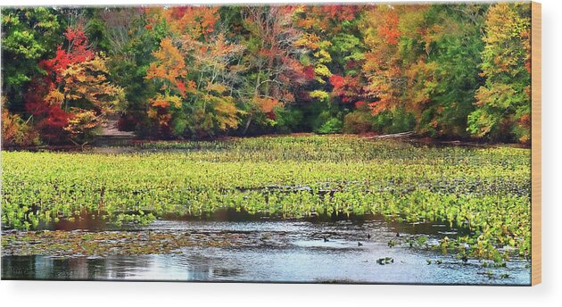 Nature Wood Print featuring the photograph Many colors of Autumn by Mikki Cucuzzo